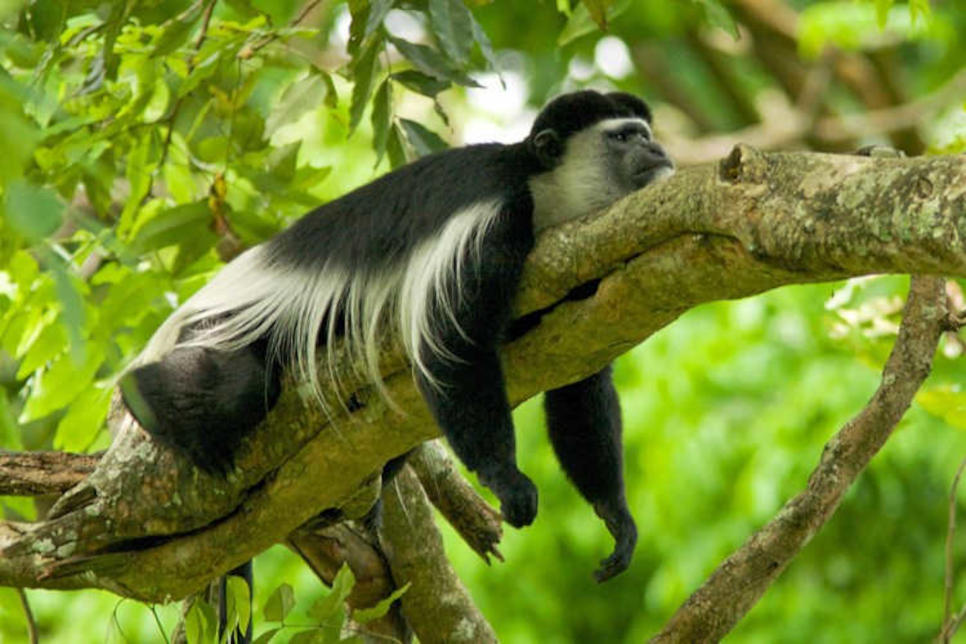 Colobus Conservation Colobus Conservation